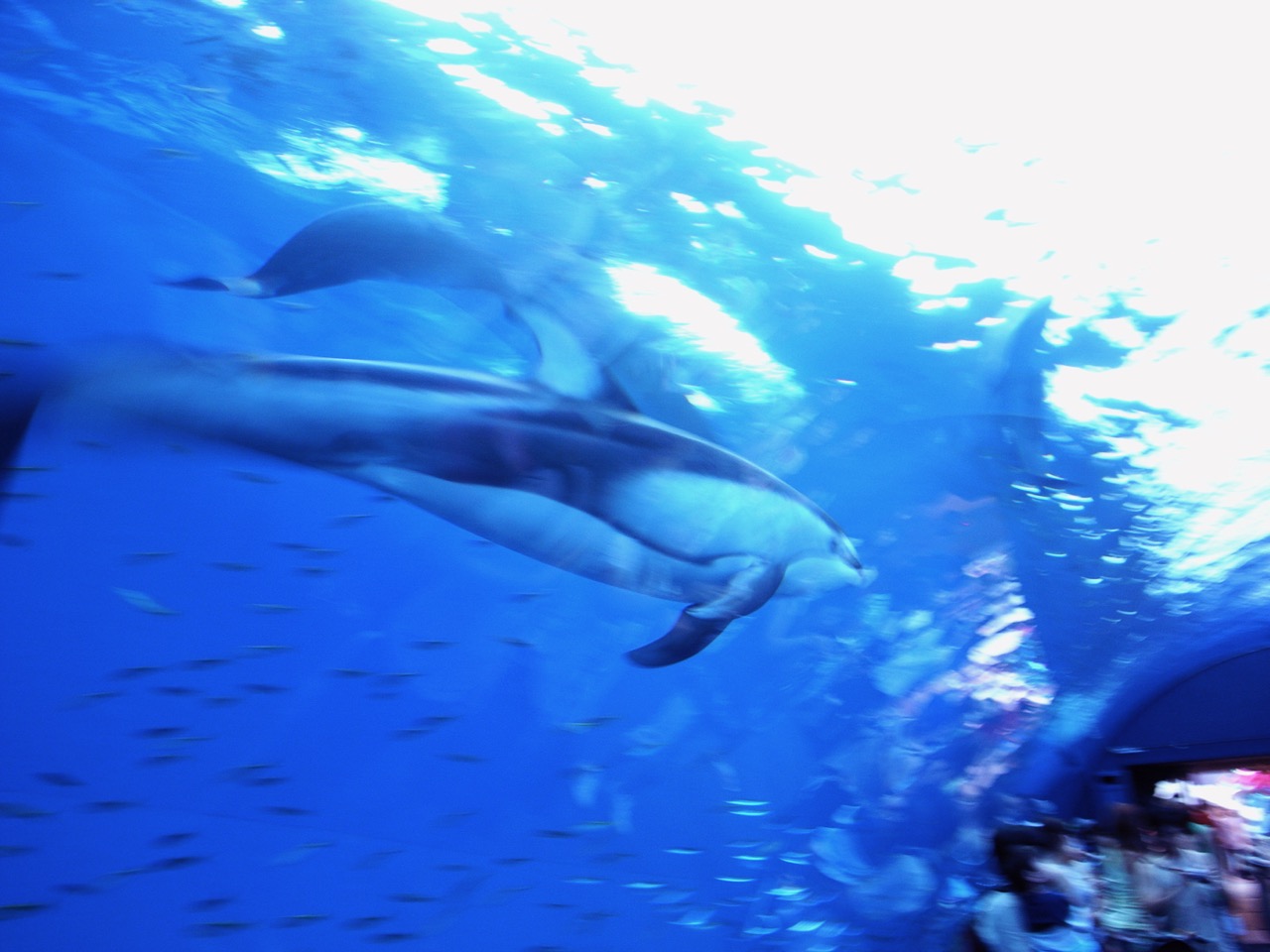 八景島シーパラダイスの水族館