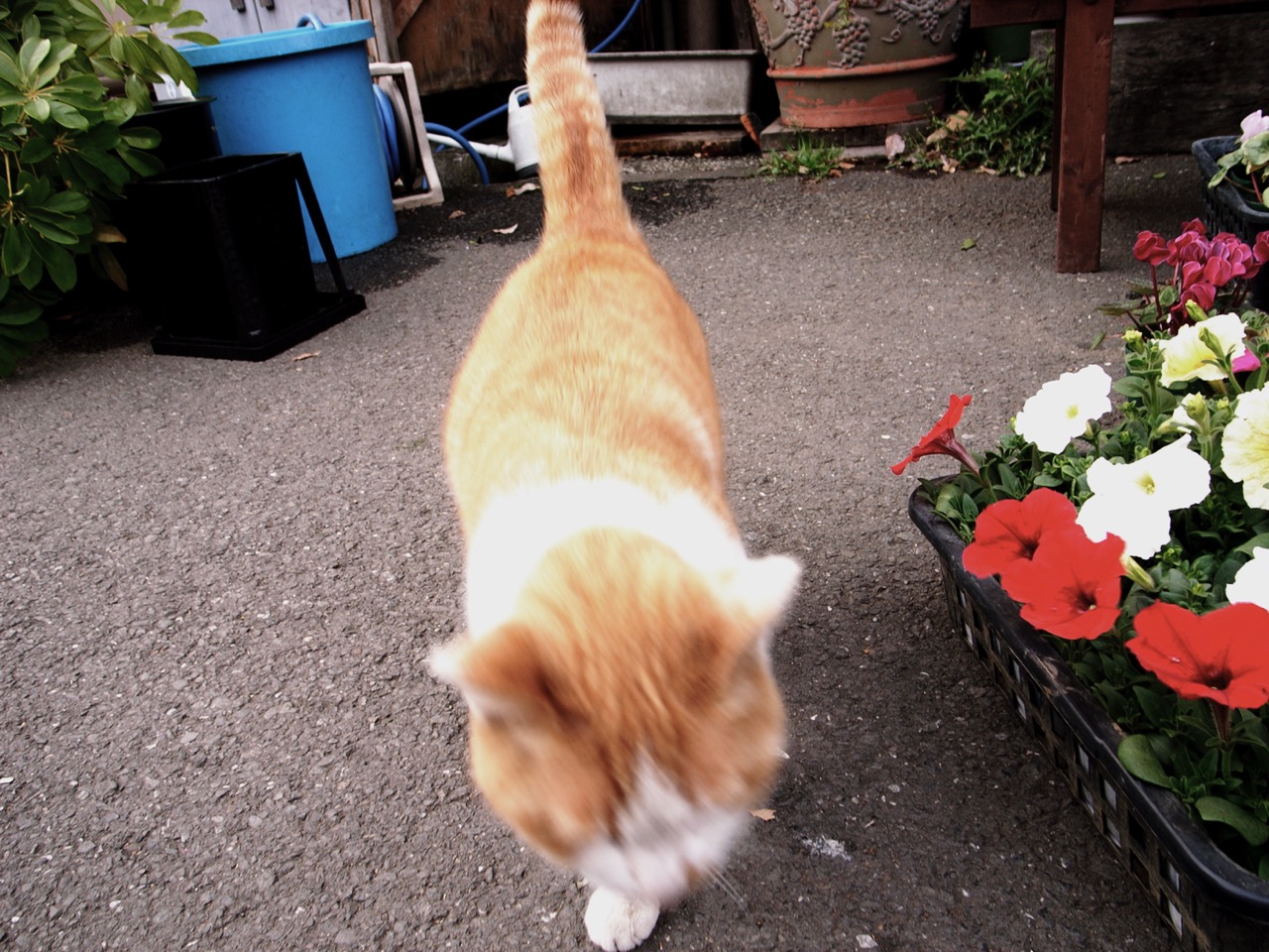 花屋で見かけた猫 花屋で見かけた猫