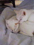 20080509 1