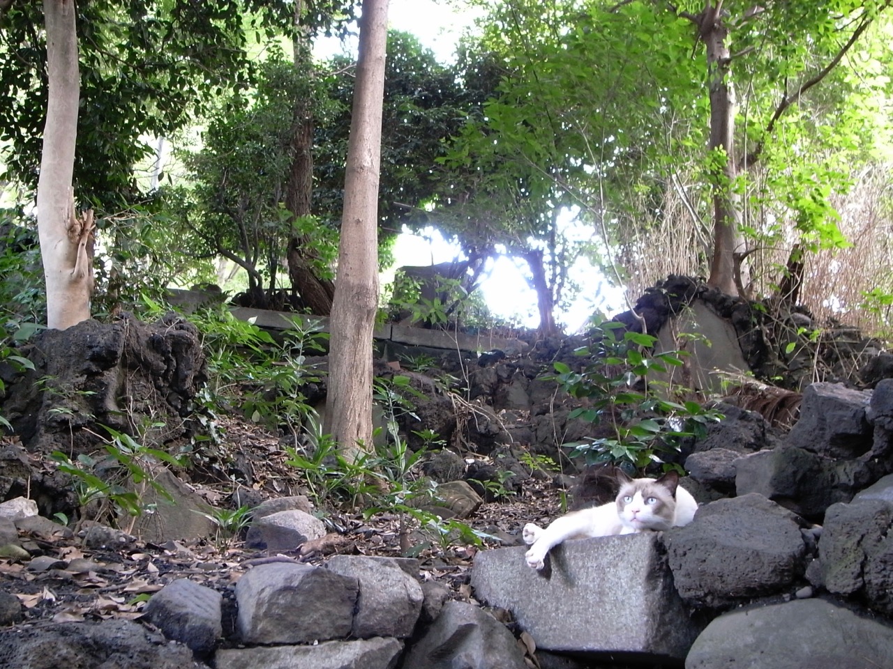 神社ねこ 神社ねこ